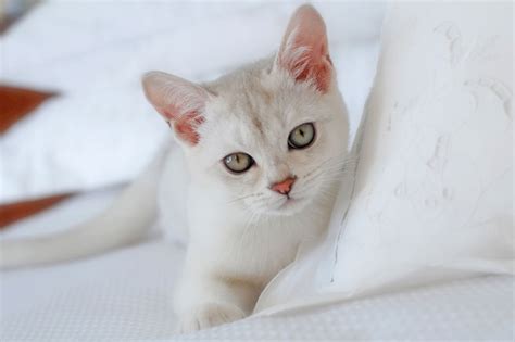 Burmilla: Cat Breed Profile, Characteristics & Care